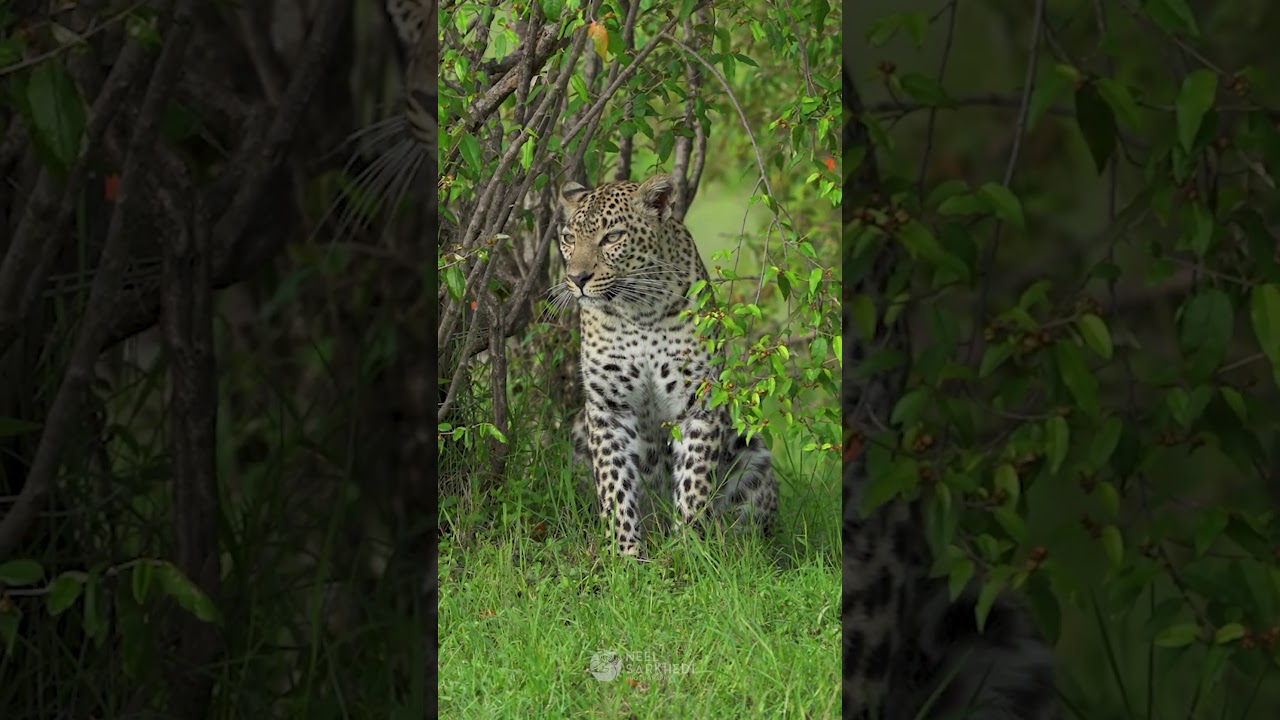 Leopard in One Perfect Shot 🎯 | Wild Elegance by Neel Sarkhedi