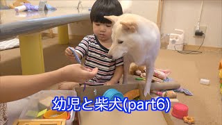 幼児と柴犬part6