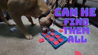 Cane Corso Proves Its Genius with This Puzzle Toy Challenge screenshot 1
