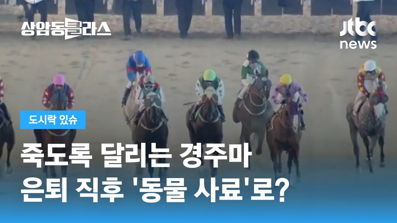인간 위해 죽도록 달렸는데…은퇴한 경주마 '사료용'으로 도축 / JTBC 상암동 클라스