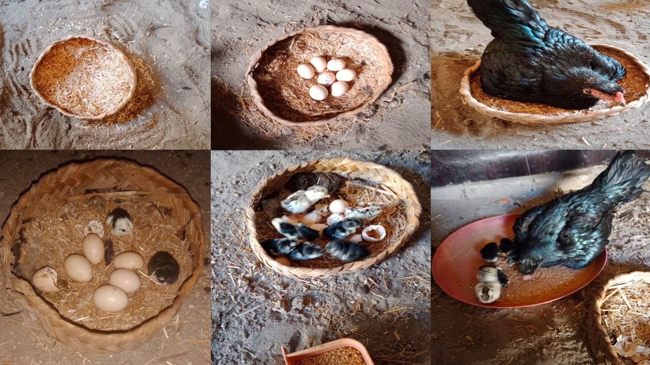 Aseel Hen’s Natural Hatching Process | 21 Days from 7 Eggs to 6 Chicks