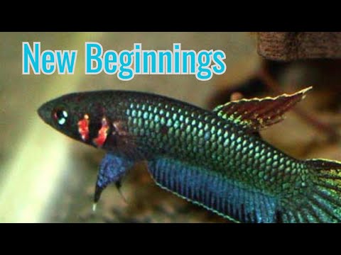 best fishing lures 2017 TOP 5 SPRING BASS FISHING LURES 2017