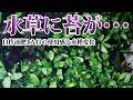 自作水草液肥1月使ってみた結果。水草・水質・生体への影響を観察。良い点悪い点、対応策をまとめました。水草水槽メンテナンス