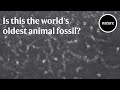 Is this the world's oldest animal fossil?