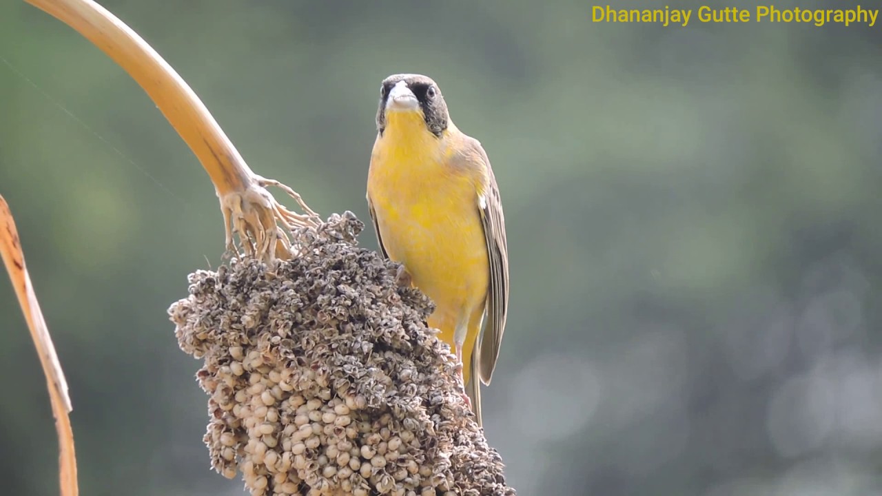 Black Headed Bunting Bird feeding Jowar at Kingaon Dist. Latur 