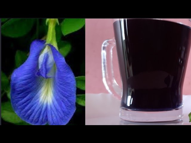 blue tea | health drink | Healthy blue tea | N COOKING ART