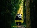 Panda Cambia: ¡Alerta! 🐼