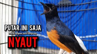 murai batu gacor AMPUH buat PANCINGAN murai batu agar bunyi JADIKAN burung murai gacor EMOSI