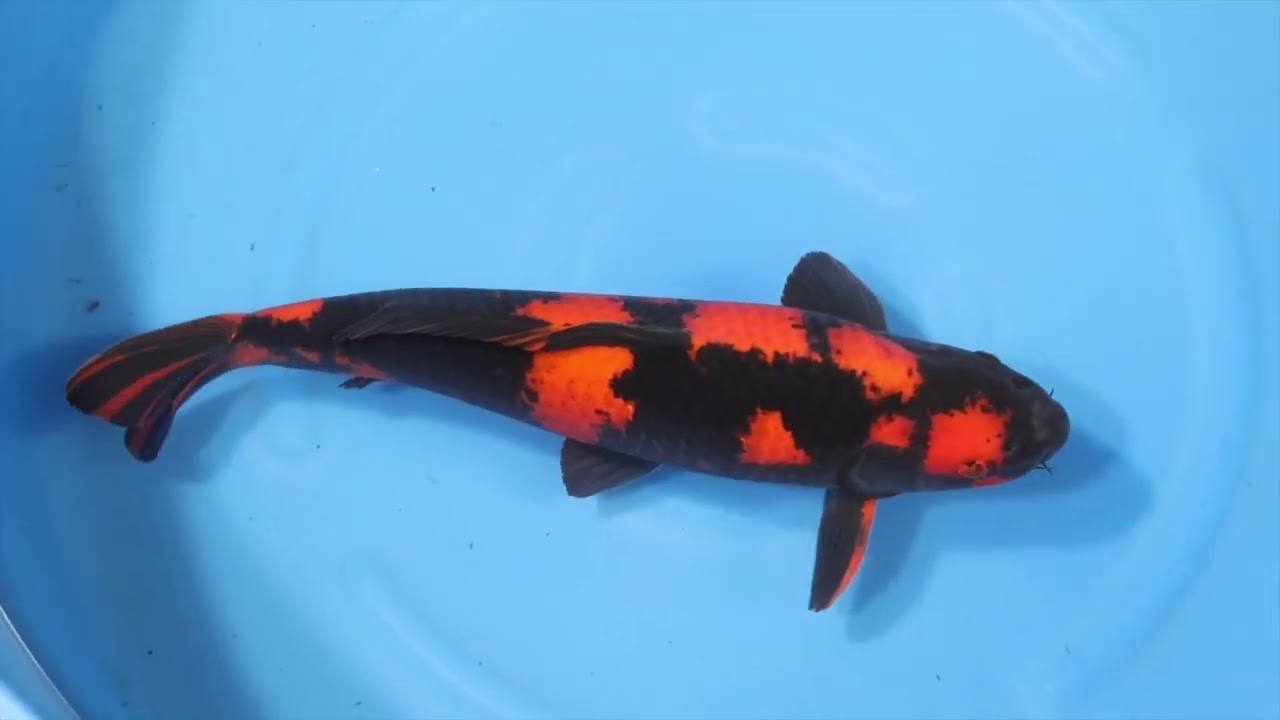 Hi Utsuri - koi #x0618t025 - Shinoda Koi Farm