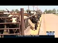 Kansas Congresswoman discusses screwworm in House ag committee