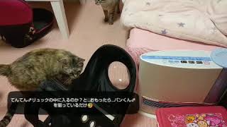 悩みに悩んで宇宙船リュック購入したら…普通に入れてひと安心