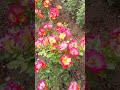 Жар птица