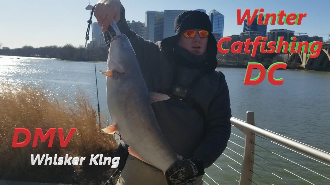 DC Winter Catfishing First Catches Of 2020 YouTube