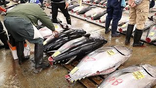 築地最後の初セリ　マグロ最高値は3645万円