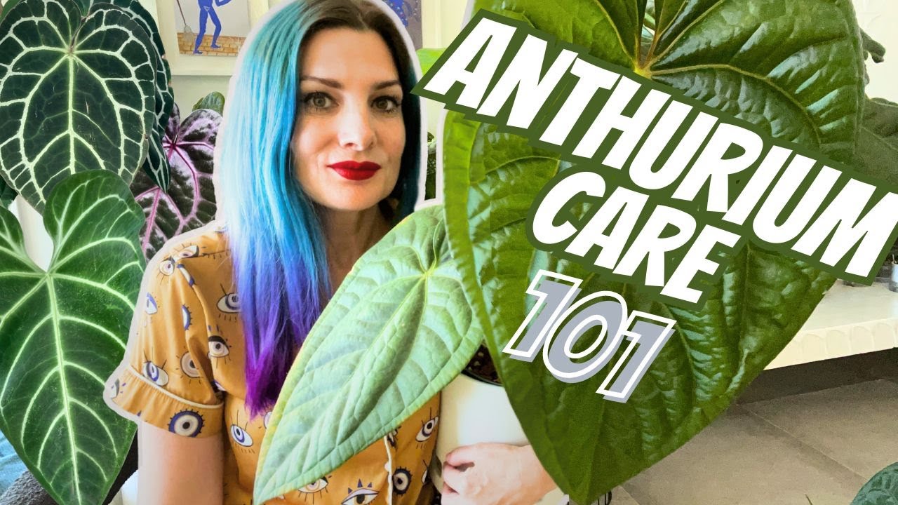 Уход за антуриумом для начинающих — ВСЁ, что вам нужно знать🪴