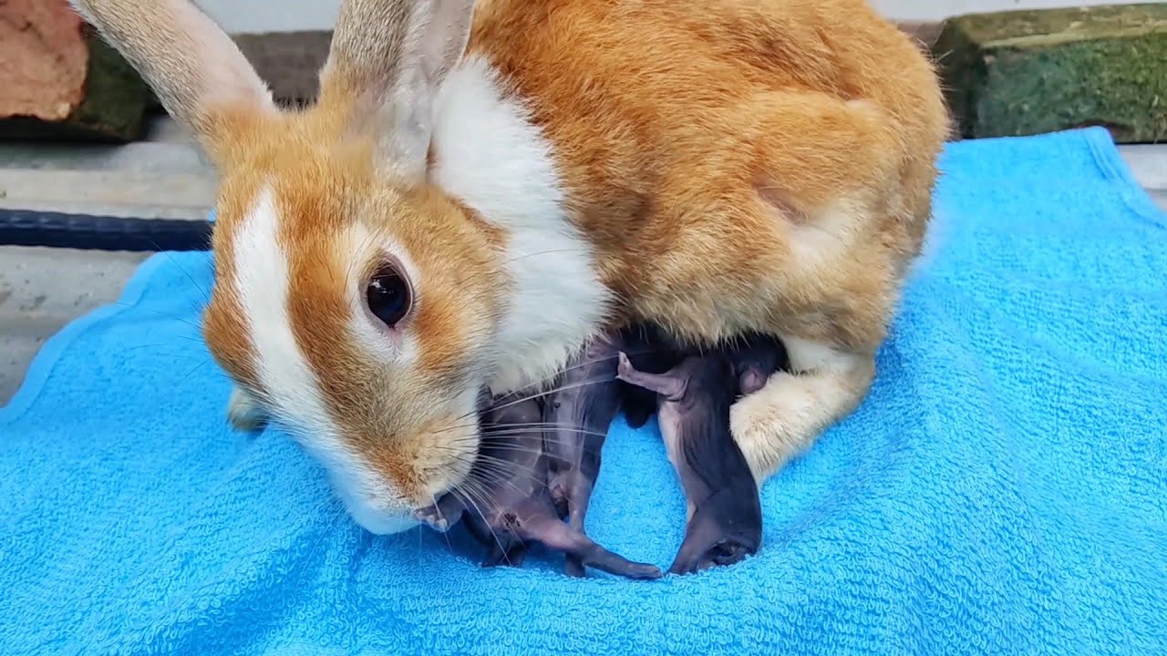 Mother rabbit taking care of her newborn baby rabbits YouTube