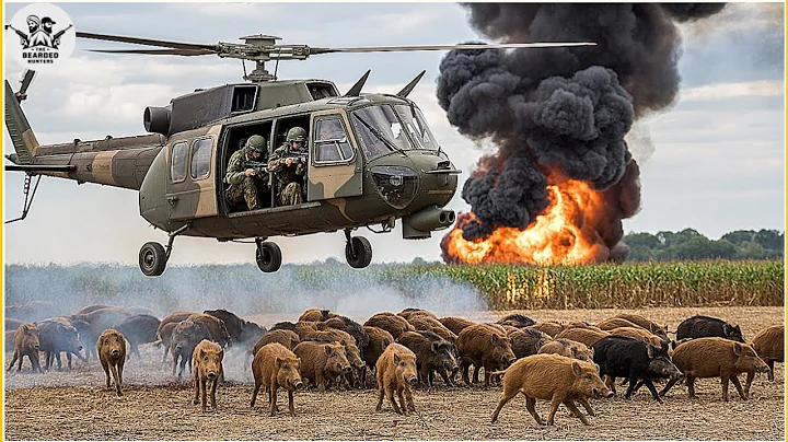 Amazing: How Do American Hunters And Farmers Deal With Millions Of Wild Boar By Helicopter And Guns