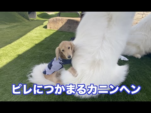カニンヘンダックスとの大小のふれあい