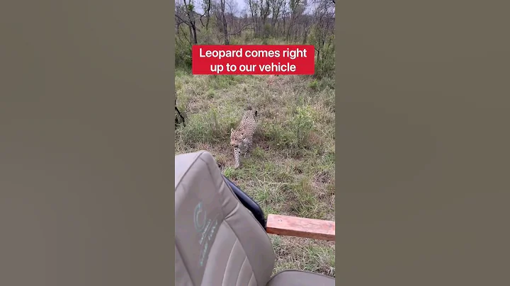 तेंदुआ 🐆 हमारी गाड़ी🚗 के बगल में आ गया! #shorts