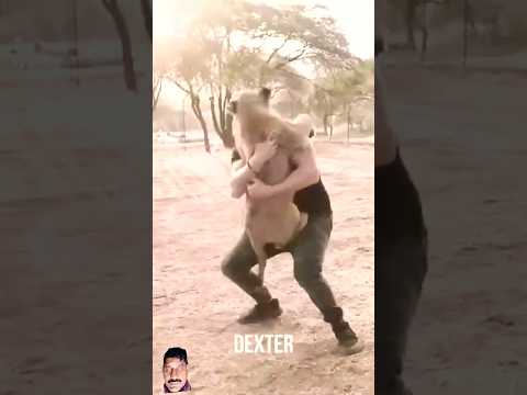The tiger and