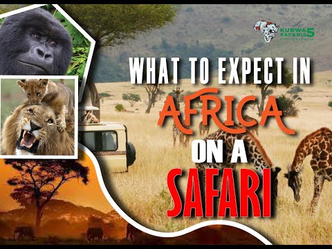Video: Safari Kubwa: Isle of Wight