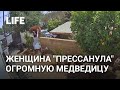 Столкнула медведицу с забора голыми руками