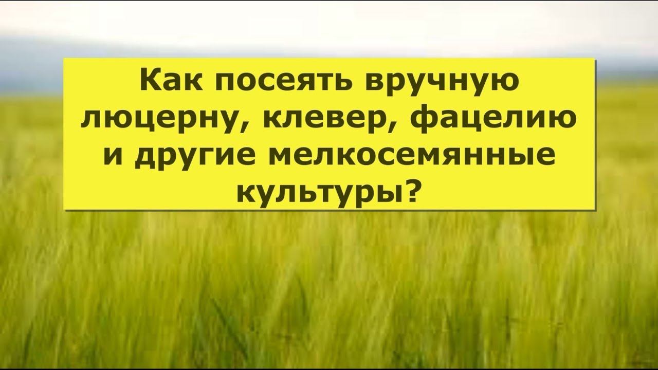 Как посеять люцерну вручную в домашних. Сеем люцерну вручную. Посев люцерны вручную. Как посеять люцерну вручную. Посев люцерны весной вручную.