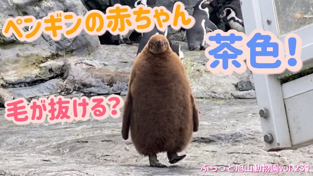 茶色いペンギンの赤ちゃん⁉︎閉園までに見えてくるかなペンギンの色
