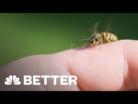 Video: Reakce včelího stingu a léčba psů