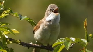 Whitethroat singing, Chivenor North Devon @birdingnorthdevon