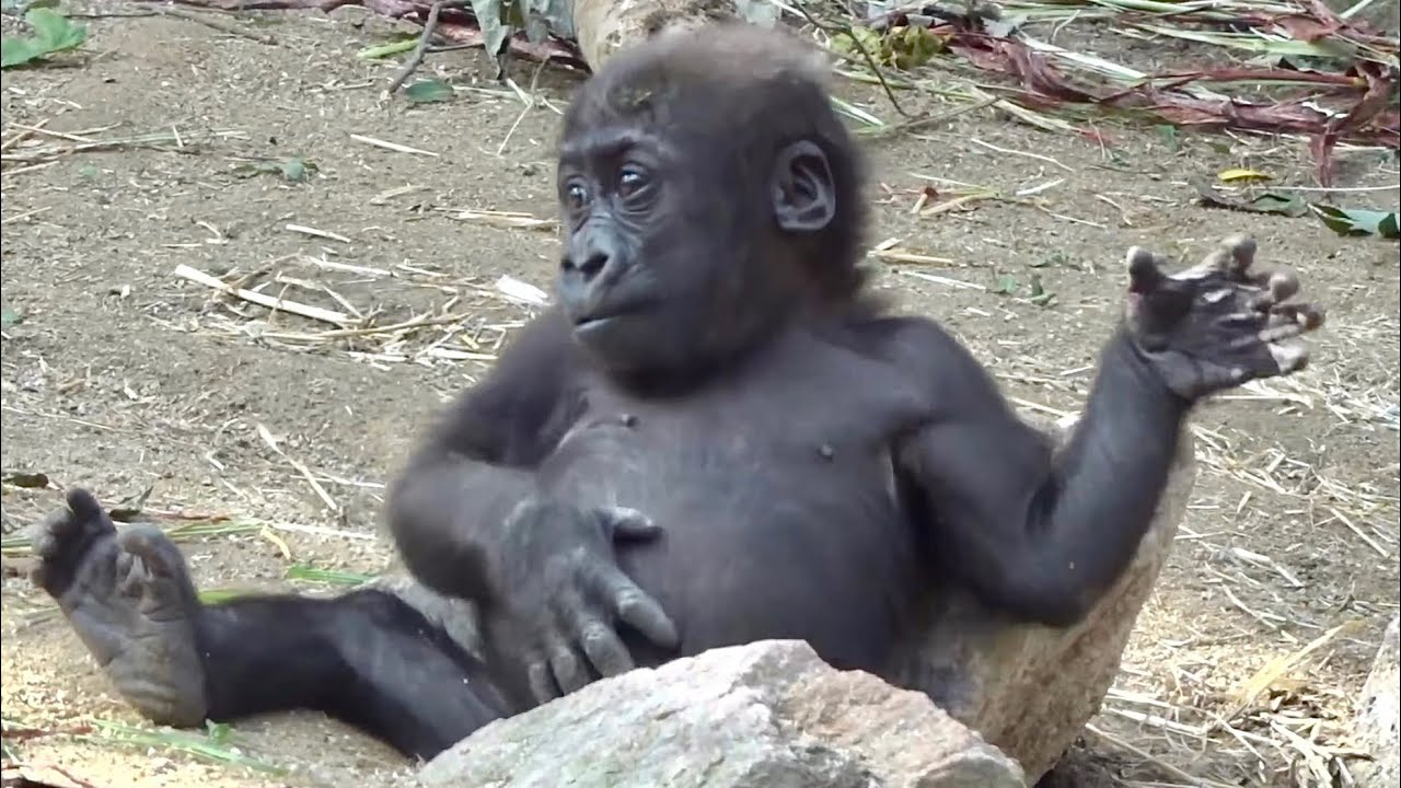 子ゴリラ流の可愛いドラミング Gorilla 京都市動物園 Kintaro S Cute Chest Tummy Beating Youtube