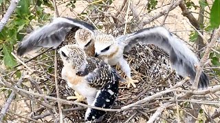 Whit-Tailed Kite Chicks | The three brothers adore one another dearly