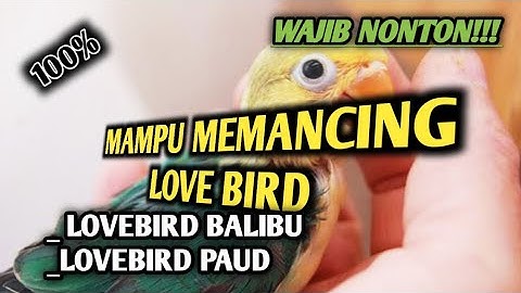 PANCINGAN LOVEBIRD PAUD BALIBU NGEKEK JEDA RAPAT 2022,WAJIB COBA!!!