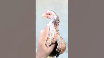 Pour Aseel Manwali Breed Murghi Top Class 