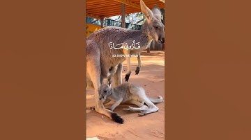 هذا خلق الله|اية11~سورة لقمان #viral #اكسبلور #شلتنا #viralmusic #fypシ゚viral #المصحف #viralvideo