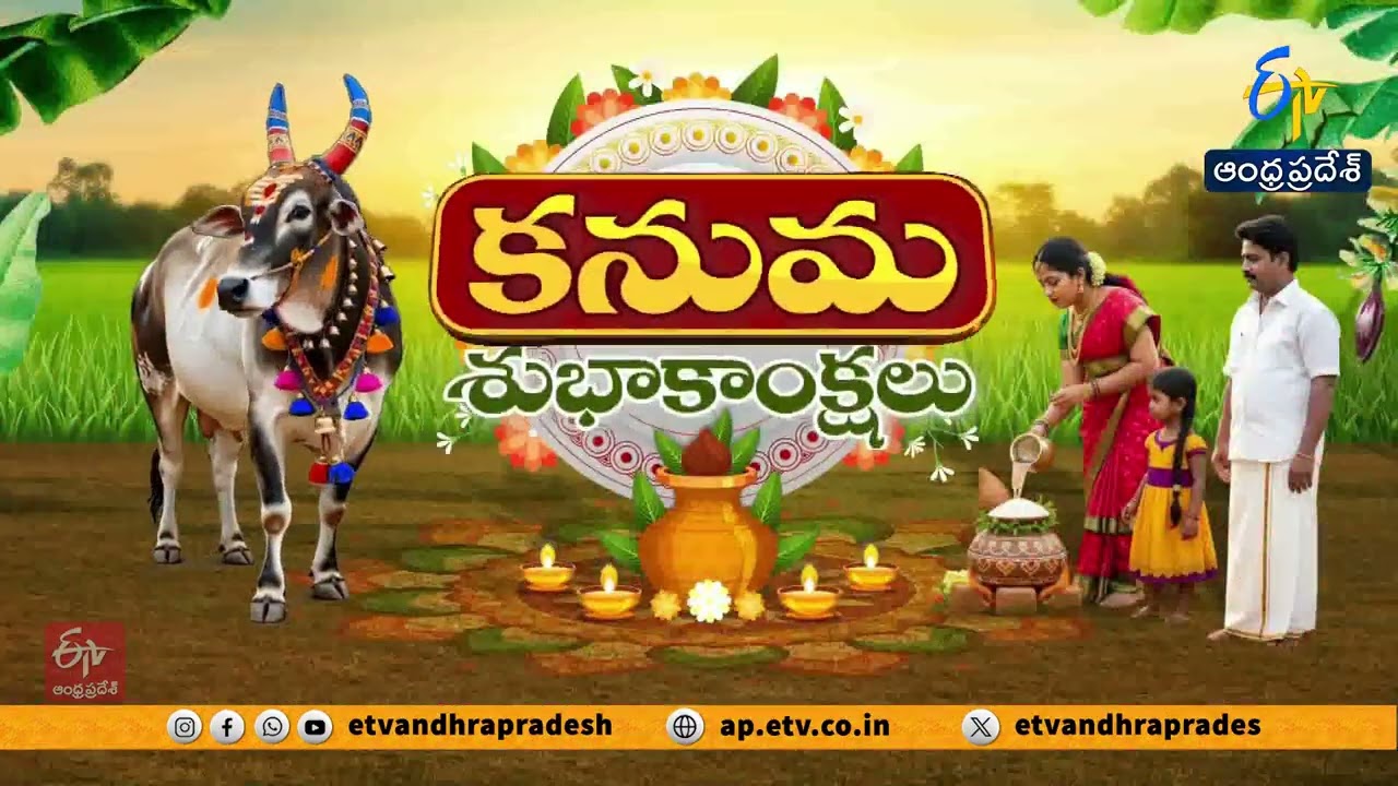 Kanuma Festival Celebrations | Gou Puja Highlights | Live from Pedavadlapudi