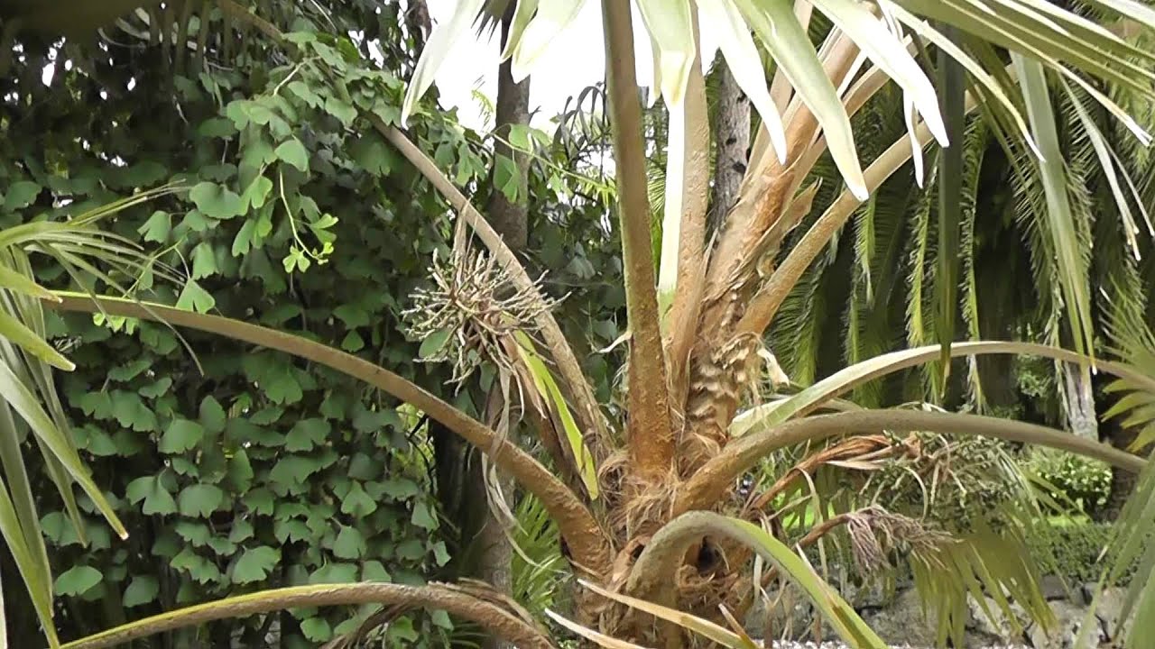 Pritchardia minor with fruit
