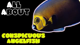 All About The Conspicuous Angelfish