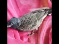 Bull Bull bird playing