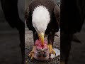 #eagle #hunting #bird #birds #nature
