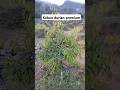 Durian blackthorn/ochee/duri hitam #durianblackthorn #petanidurian #videoviral