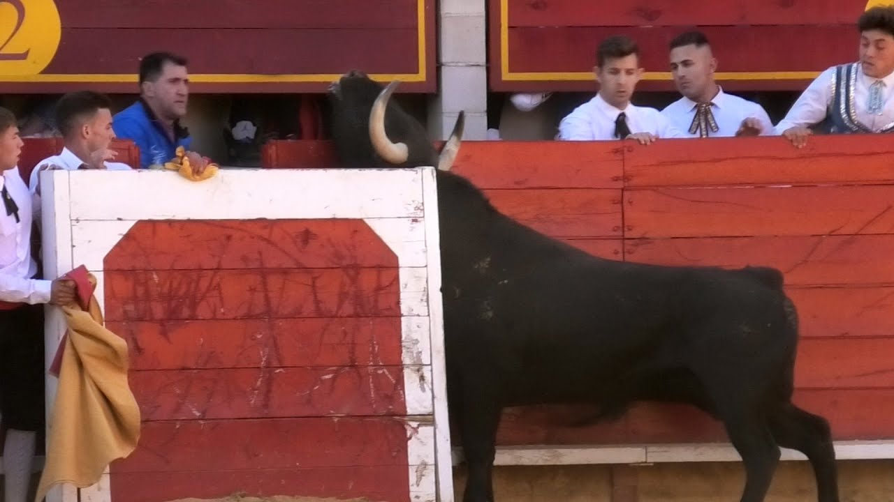 Laguna de Duero 2023 Concurso con Toros Bravos
