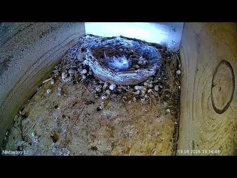 Neunkirchen Swift Box 12 Late Season live cam preview