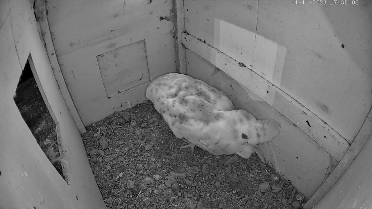 Mary & Joseph visit their owlbox (no music) 