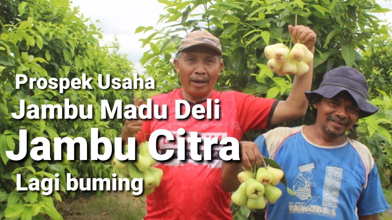 Budidaya jambu madu deli dan jambu citra lagi buming di Banyuwangi Deli and citra guava cultivation