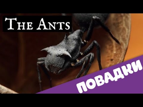 The Ant. Underground kingdom. Муравьи. Повадки: садовод, захватчик, зоотехник.