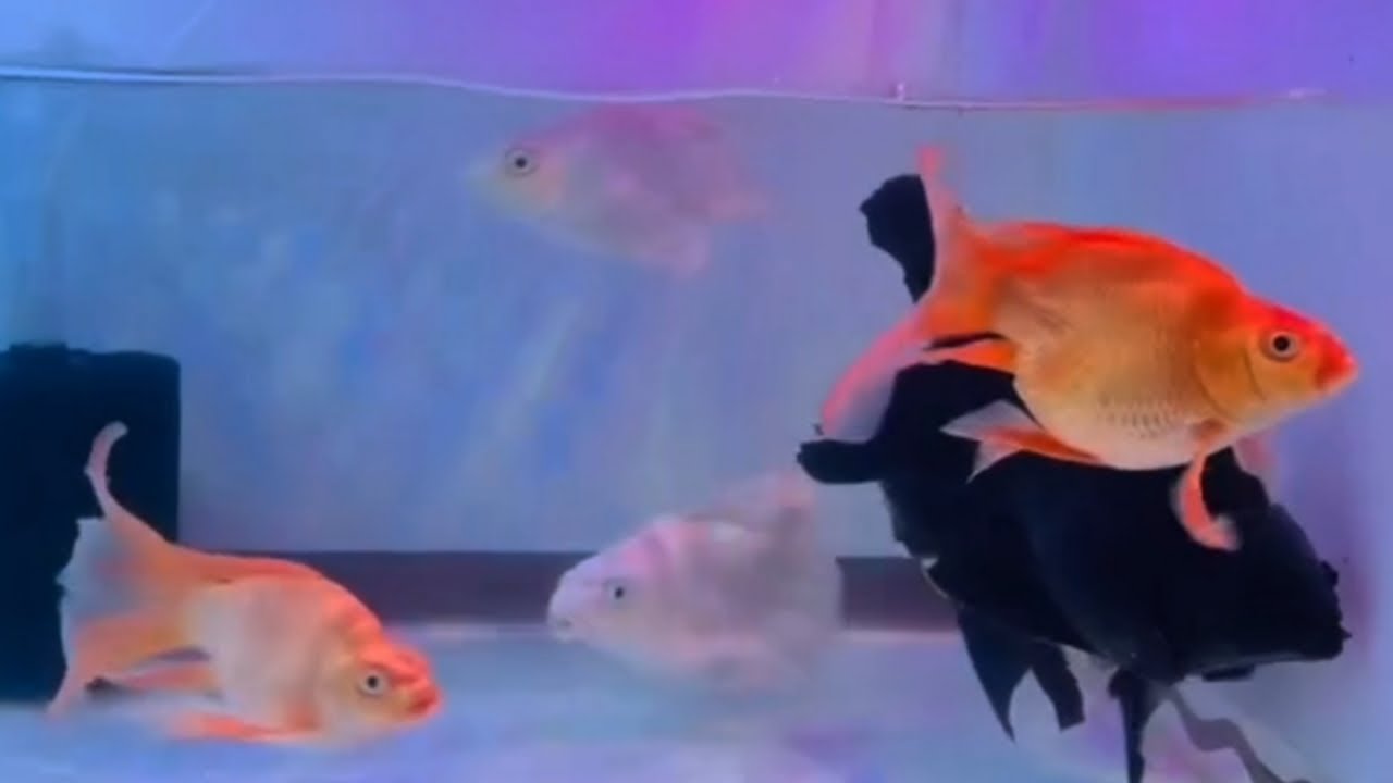 Relaxing With The Super GoldFish (Fantail Goldfish & Black moor Goldfish)