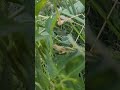 how to grow organic vegetables #farming #organicproduce #nature #farmingtraditions #organicfood
