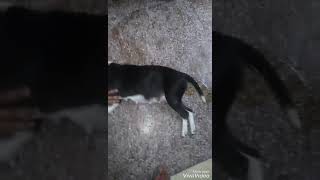 Rip Pitbull Female Romy