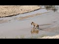 LIONESS carries CUB across Sand River. Northern Avoca male and HYENAS.